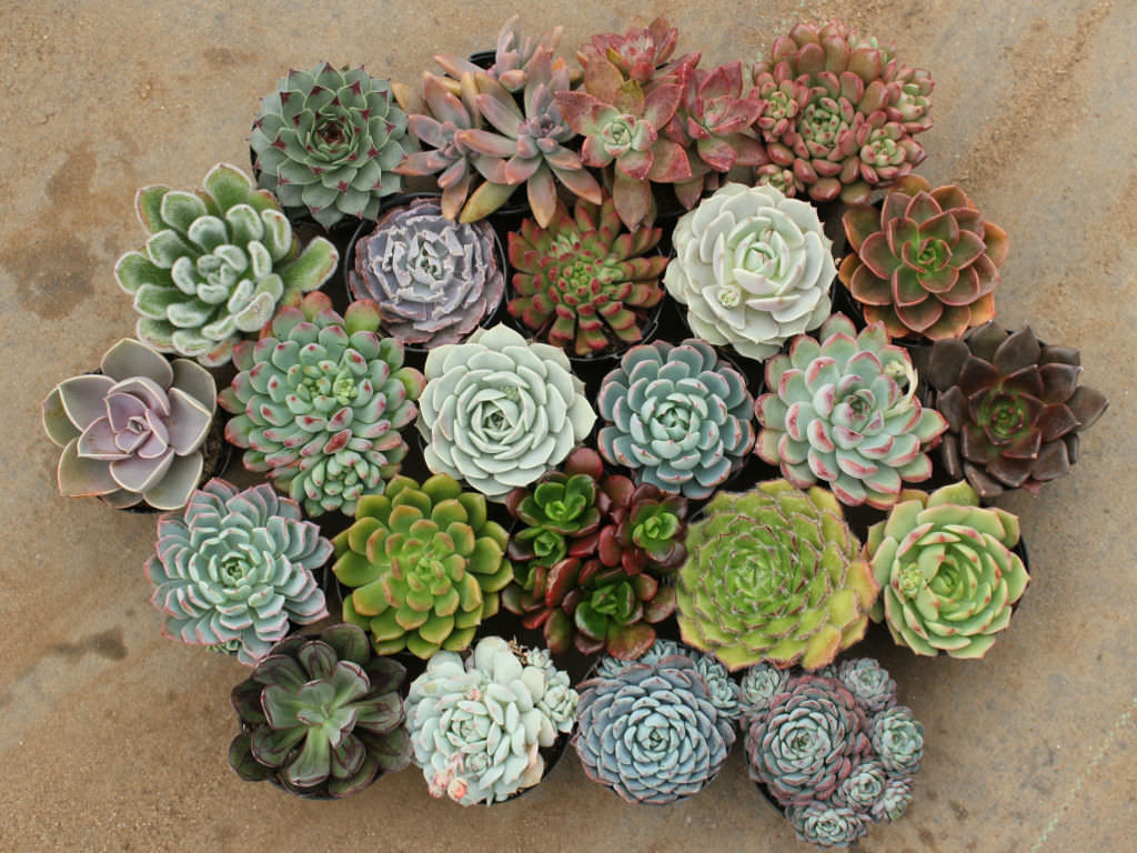 Echeveria Succulent