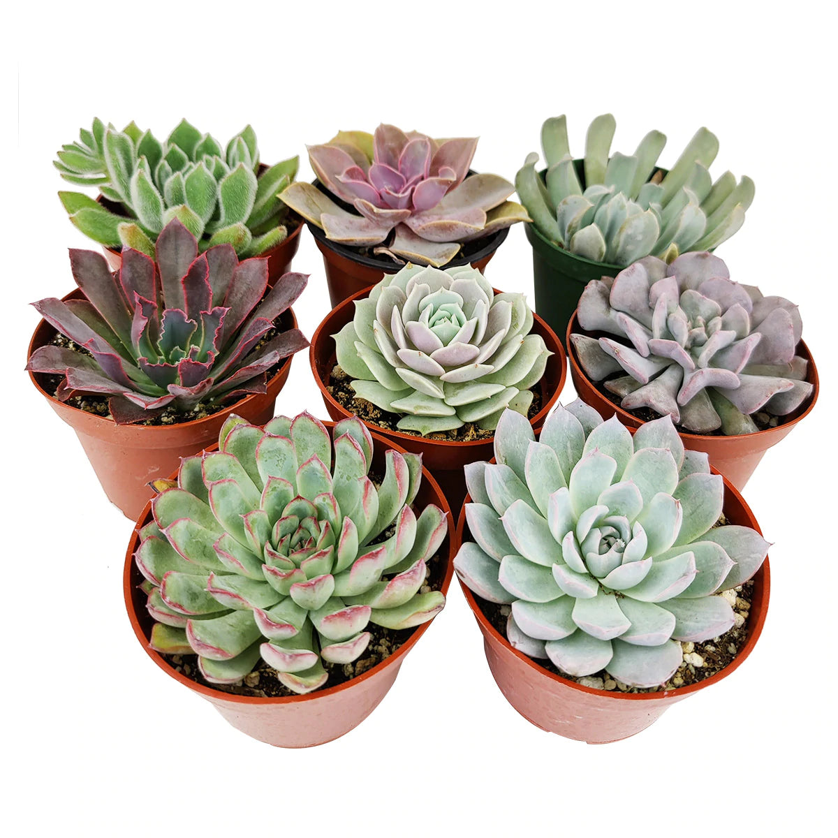 Echeveria Succulent