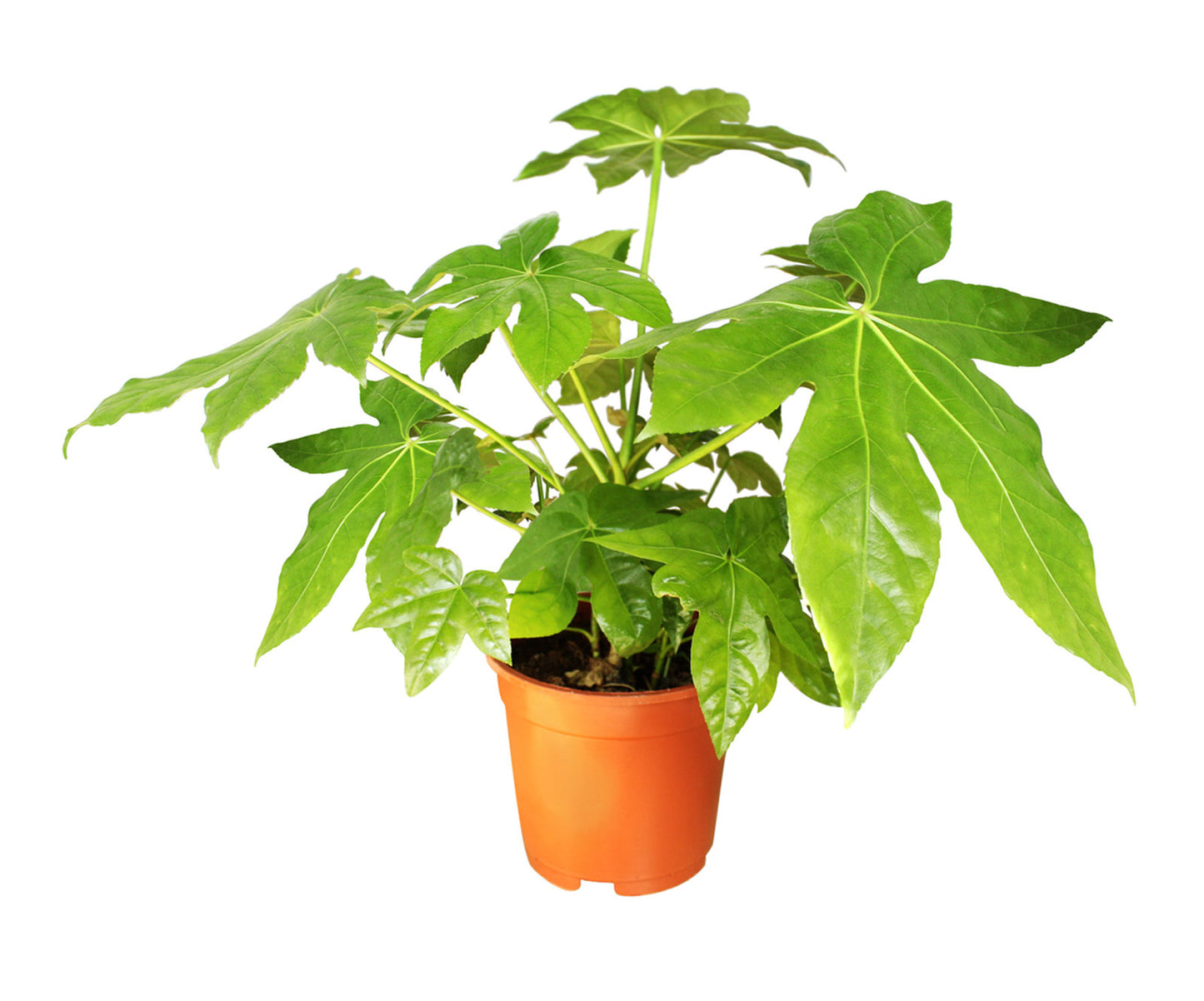 Fatsia Japonica