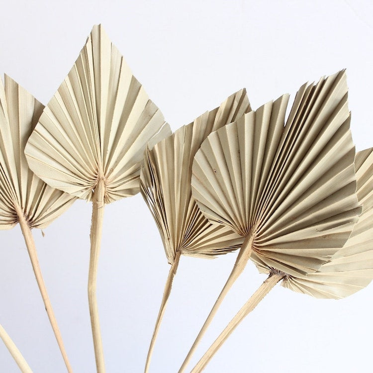 Dried Palm