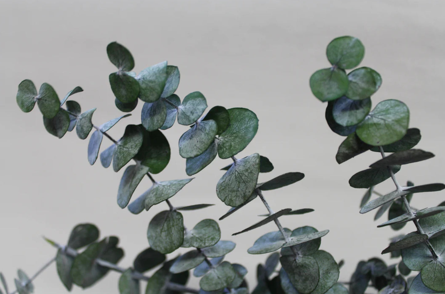 Eucalyptus Baby Blue Bunch