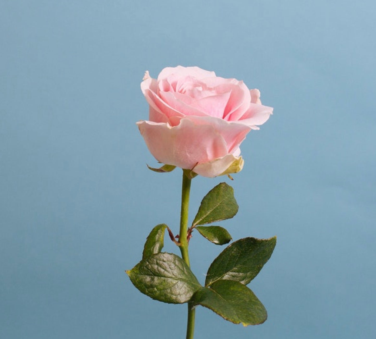 Avalanche of Love Bouquet