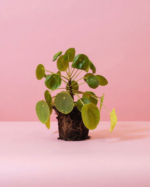 Pilea