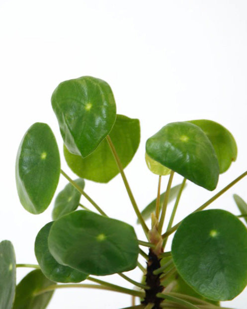 Pilea
