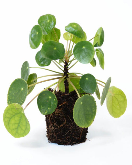 Pilea