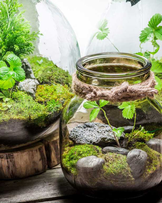Glass Terrarium