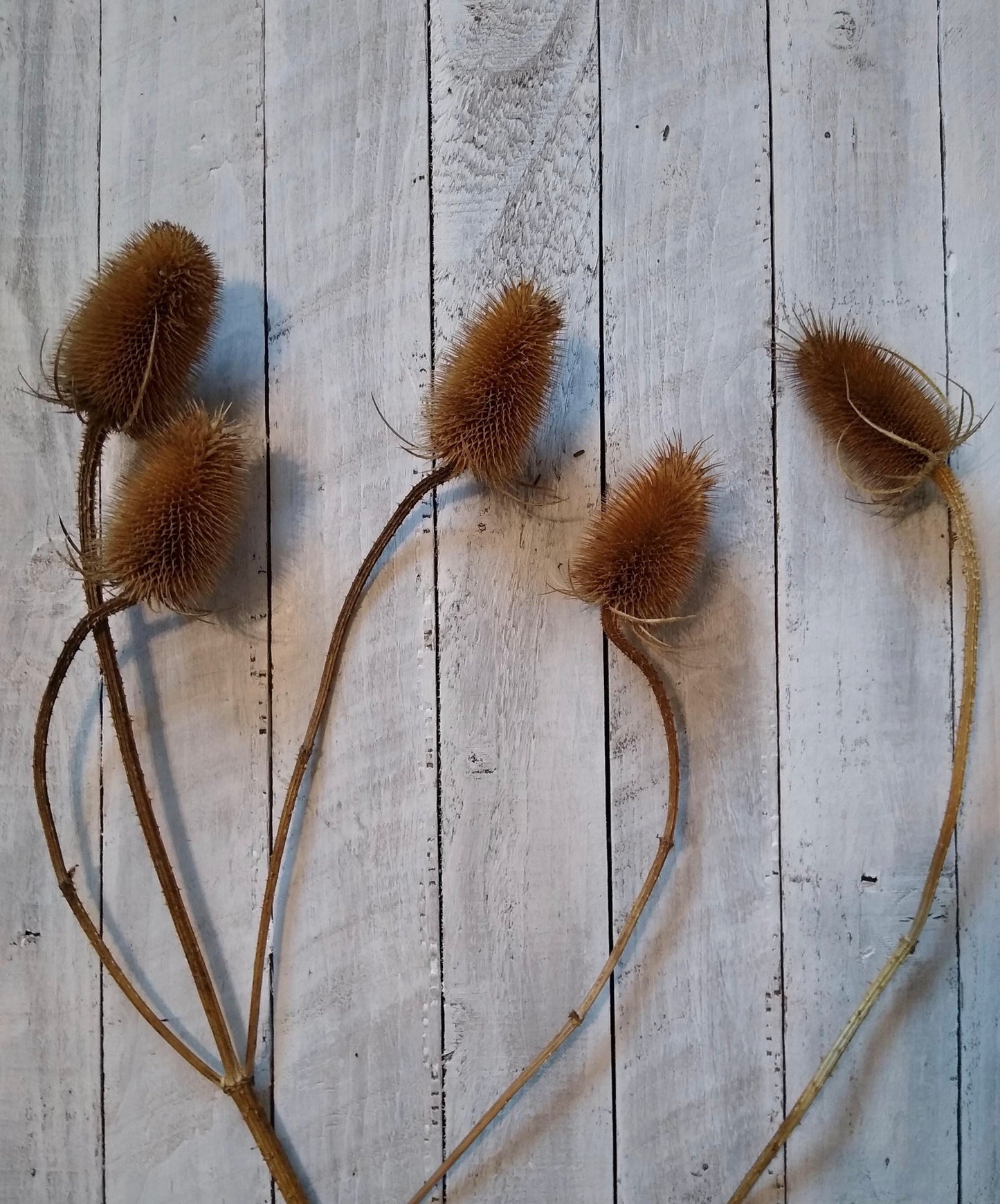 Dried Natural Teasel