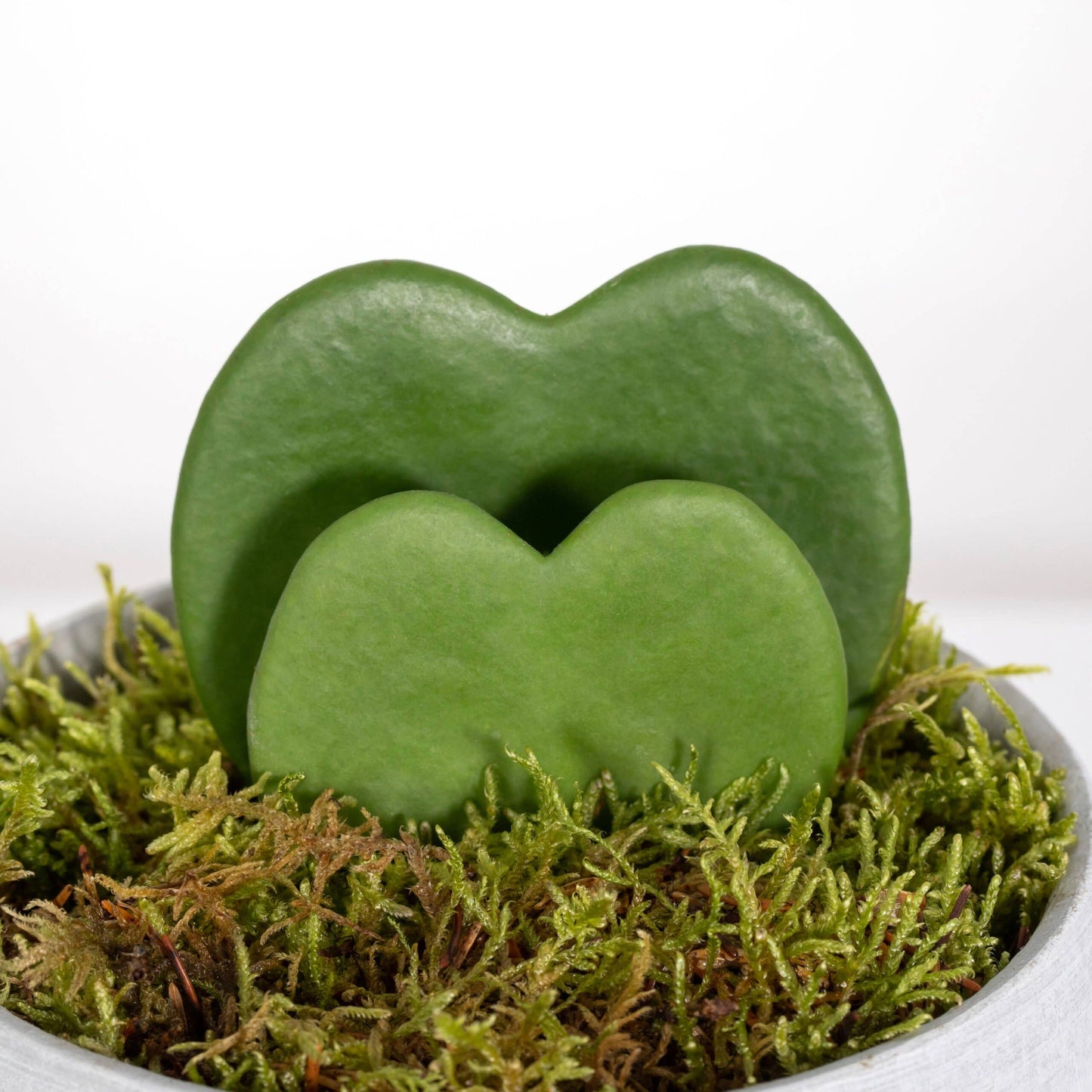 Hoya Kerrii - Double Heart