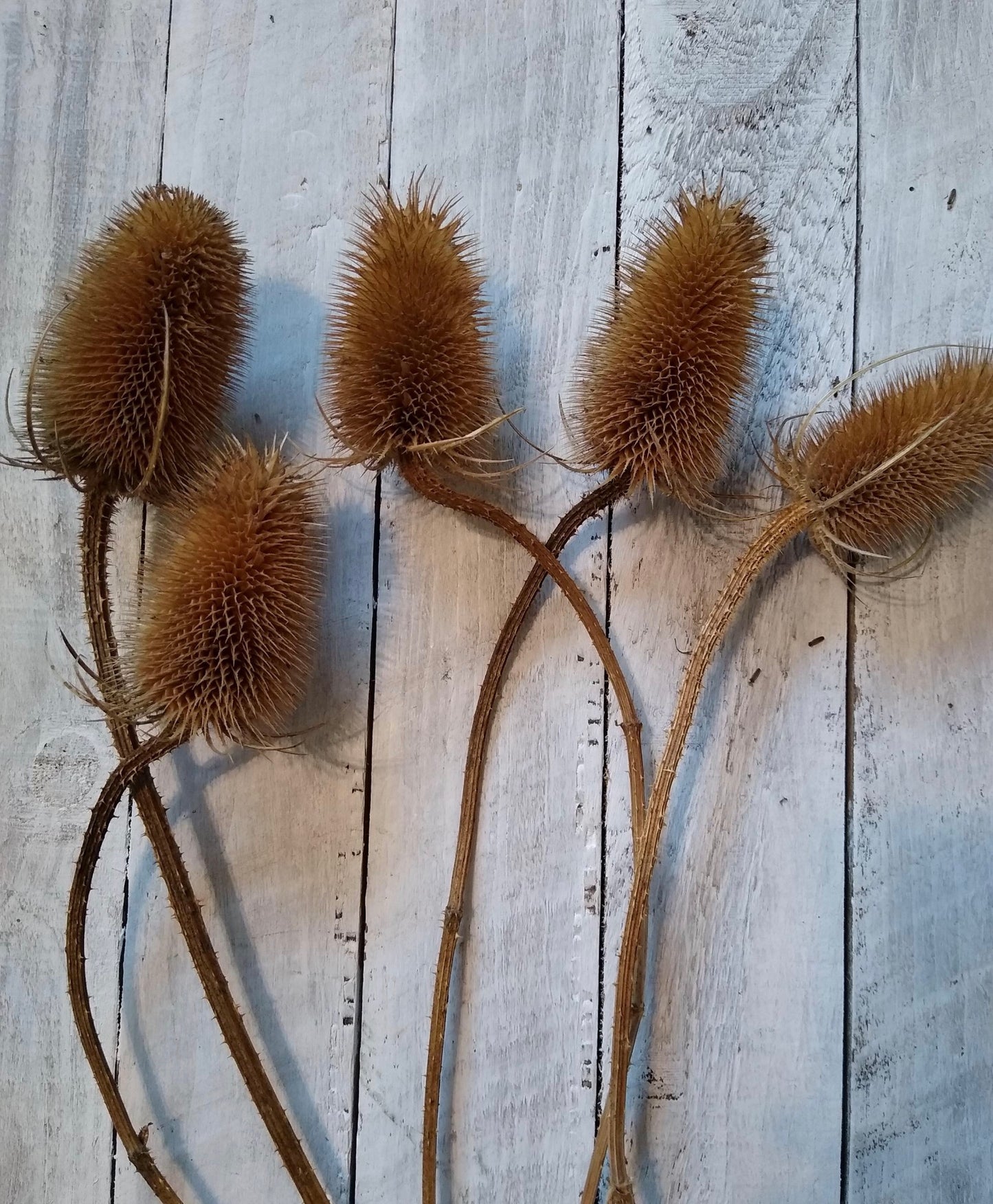 Dried Natural Teasel