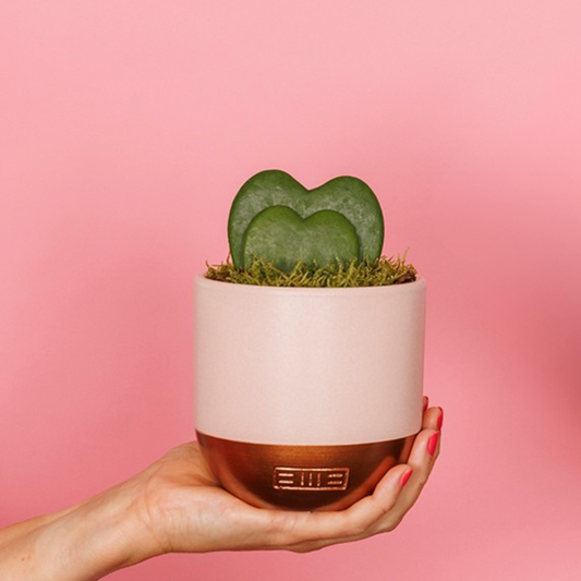 Hoya Kerrii - Double Heart