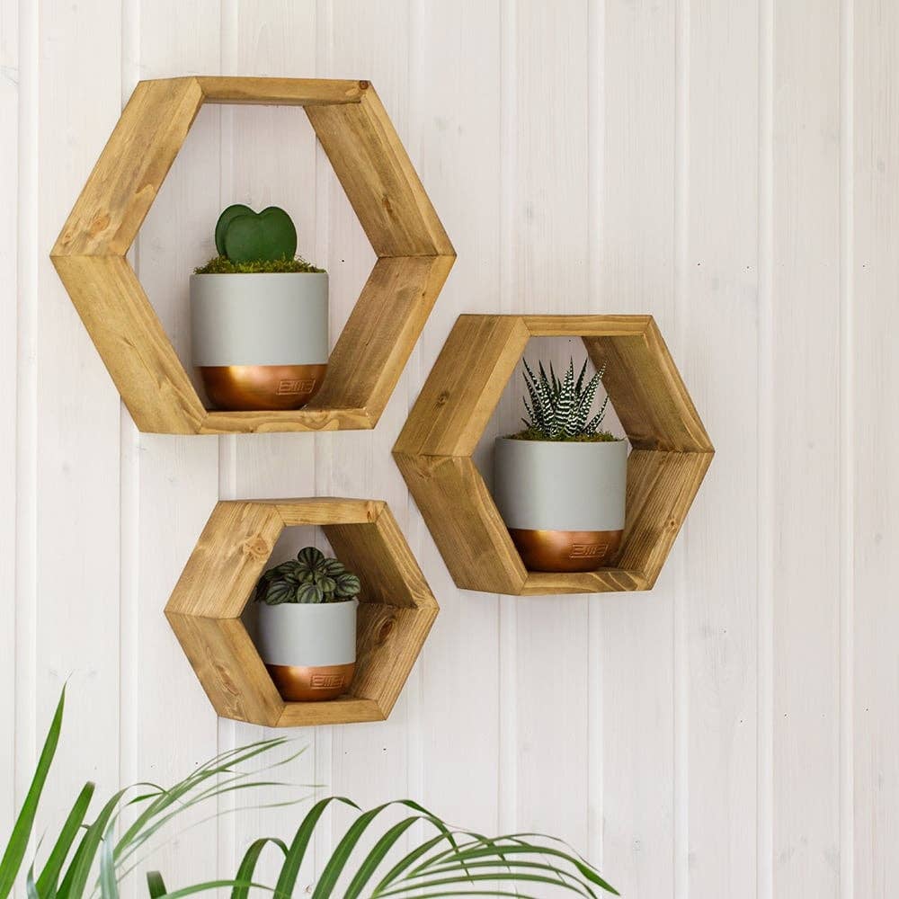 Hoya Kerrii - Double Heart