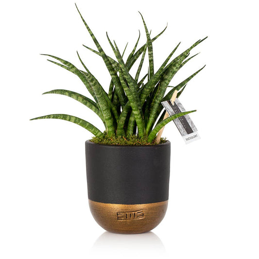 Sansevieria Fernwood Punk