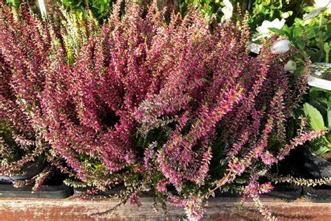 Scottish Heather
