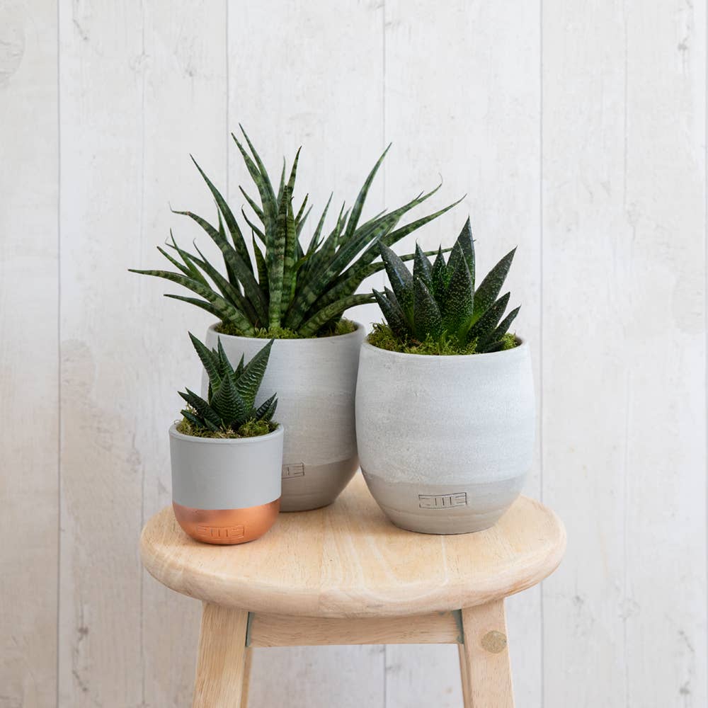 Sansevieria Fernwood Punk