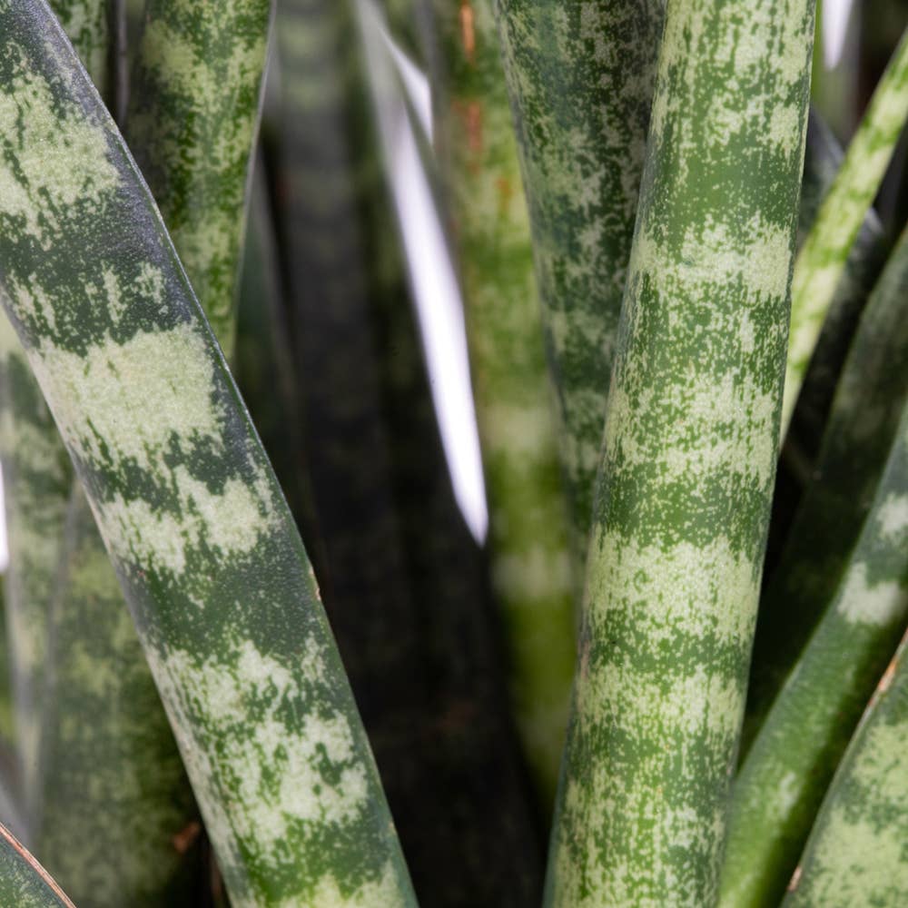 Sansevieria Fernwood Punk
