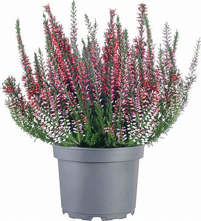 Scottish Heather