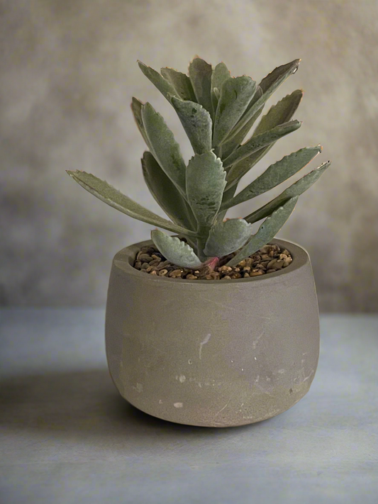 Faux Succulent