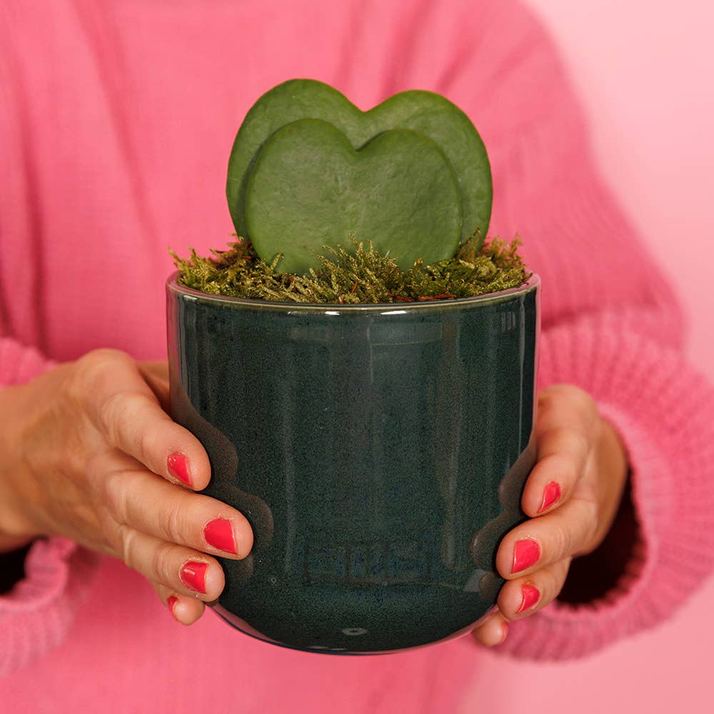 Hoya Kerrii - Double Heart