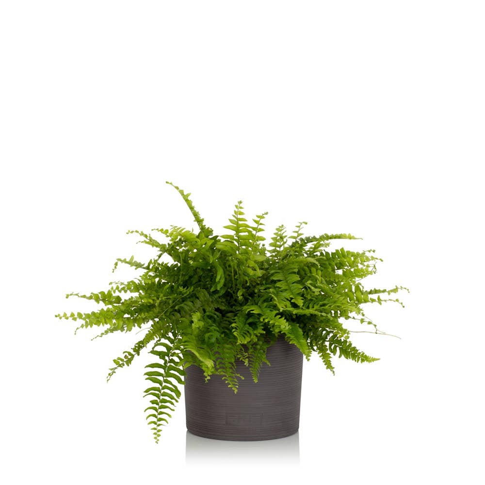 British Grown Boston Fern