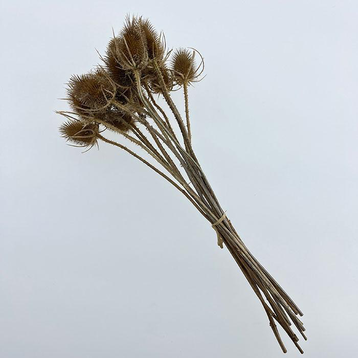 Dried Natural Teasel