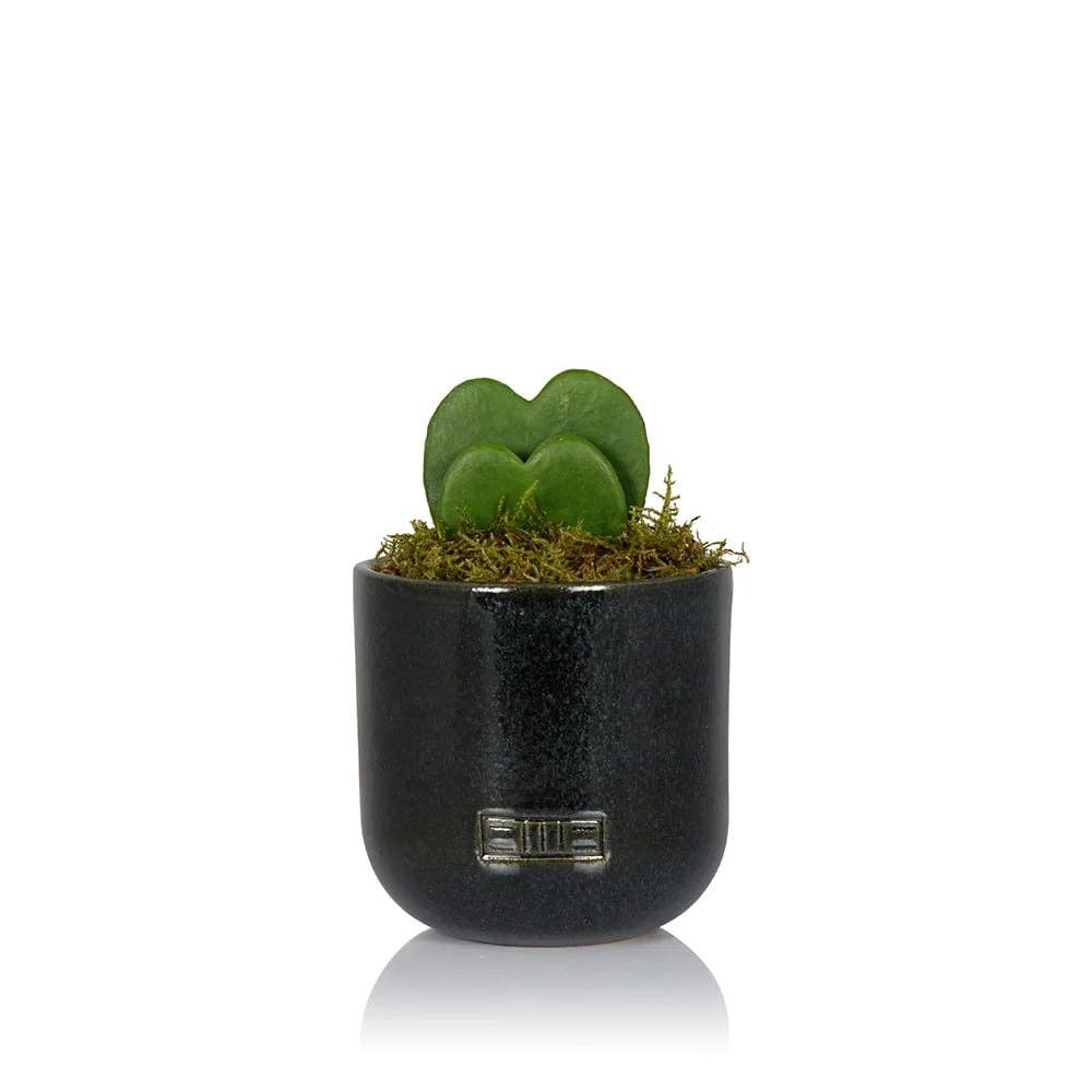 Hoya Kerrii - Double Heart