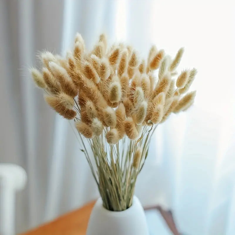 Dried Bunny Tail Grass