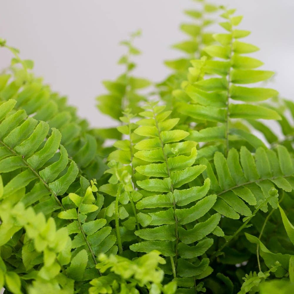 British Grown Boston Fern