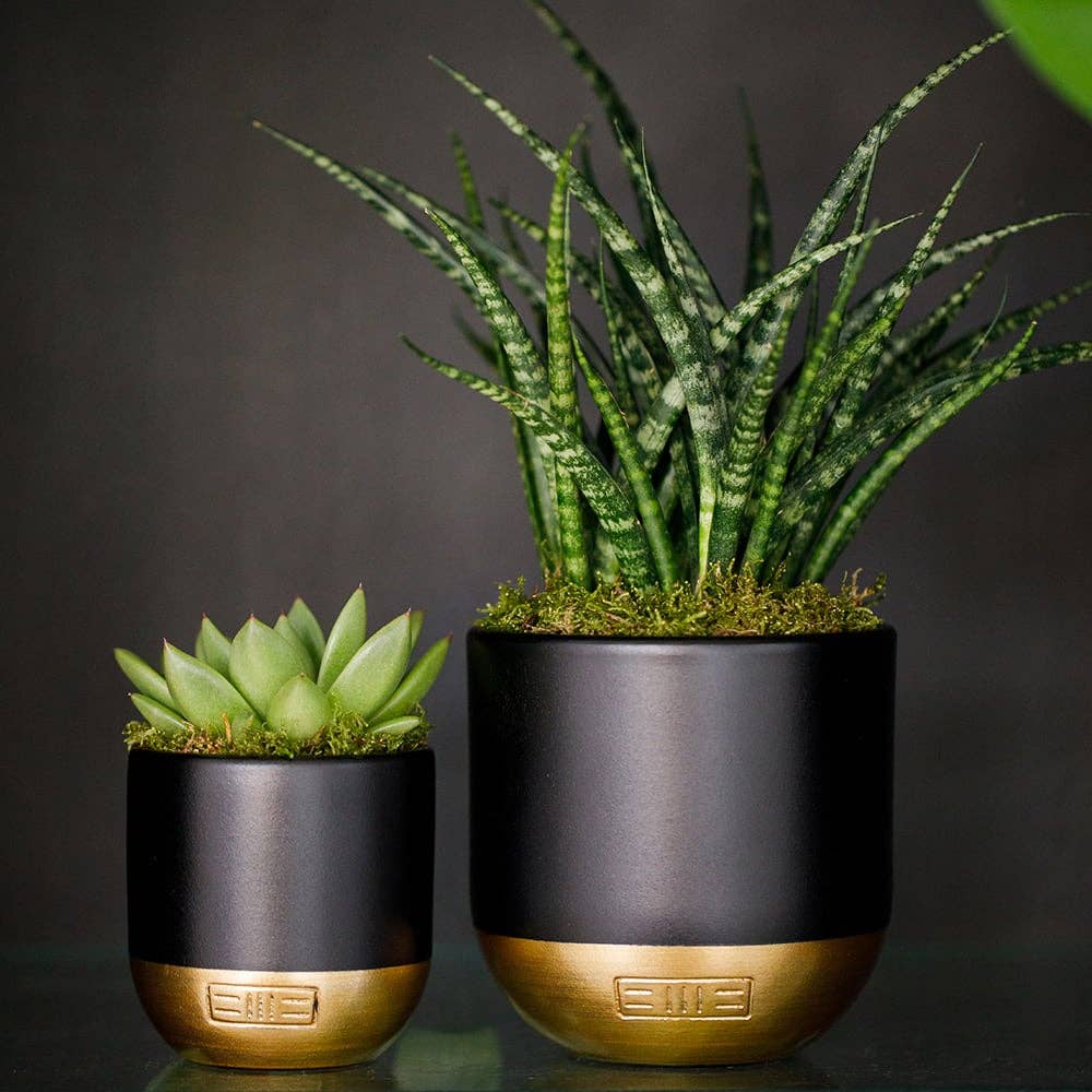 Sansevieria Fernwood Punk