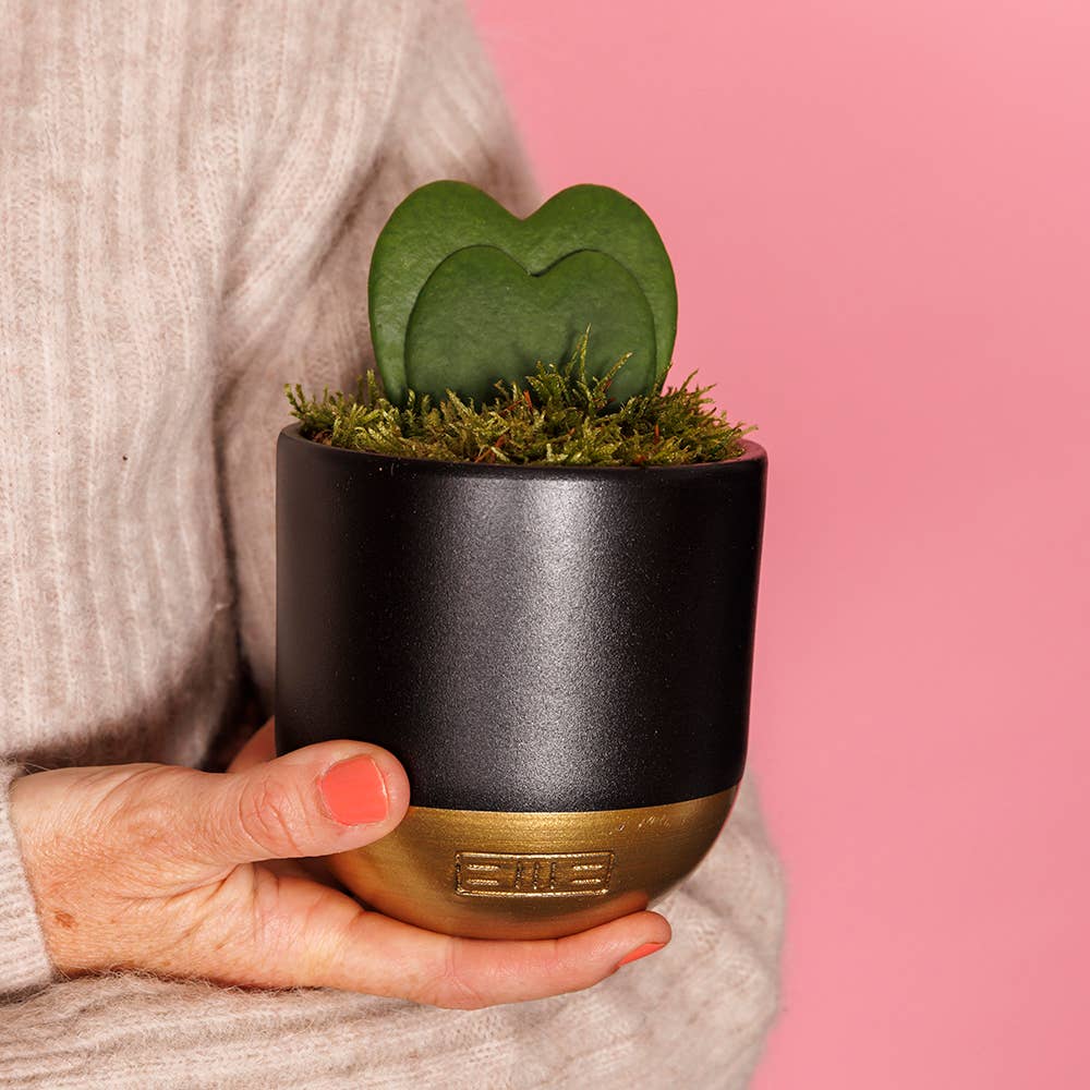 Hoya Kerrii - Double Heart