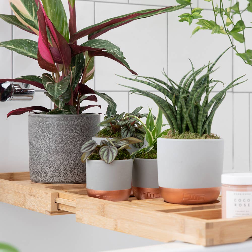 Sansevieria Fernwood Punk