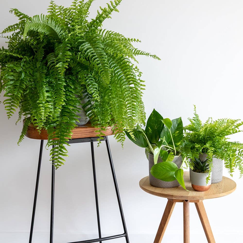British Grown Boston Fern