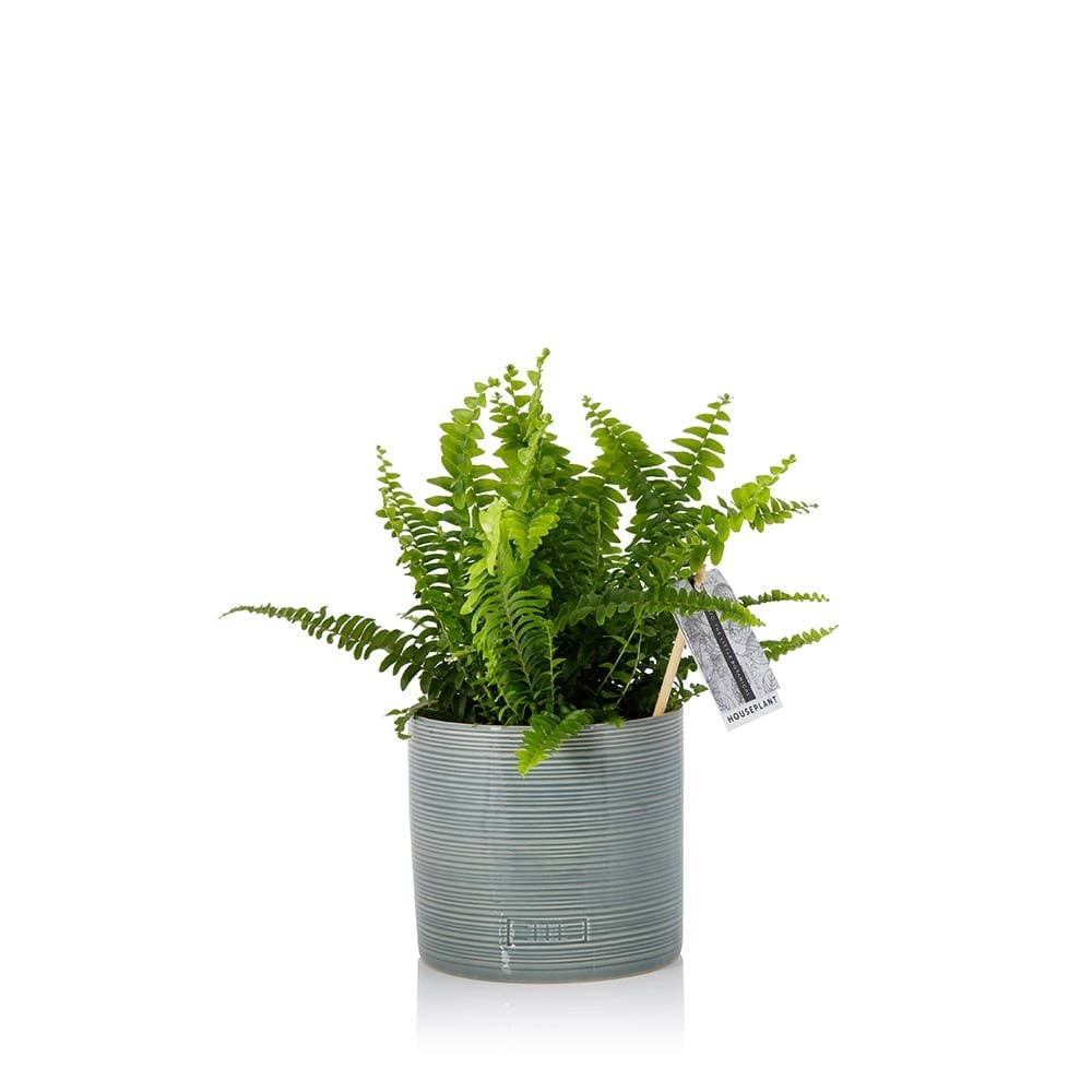 British Grown Boston Fern