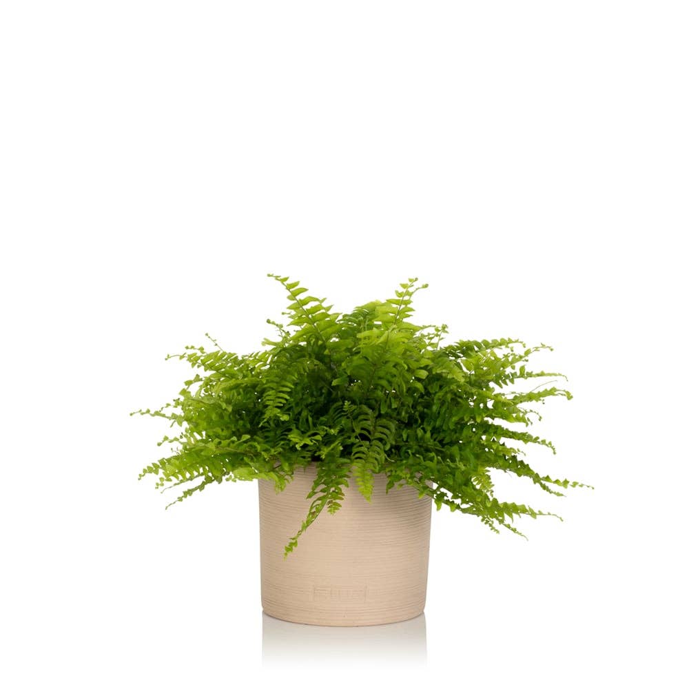 British Grown Boston Fern