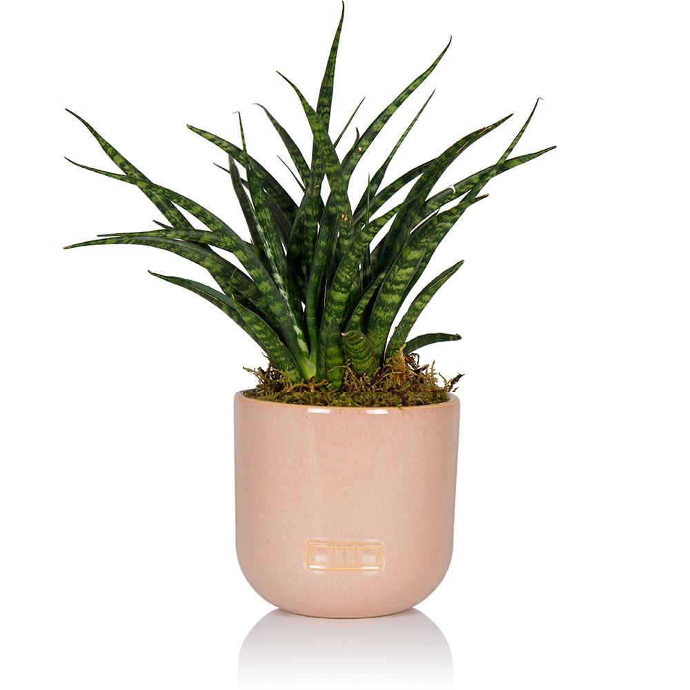 Sansevieria Fernwood Punk