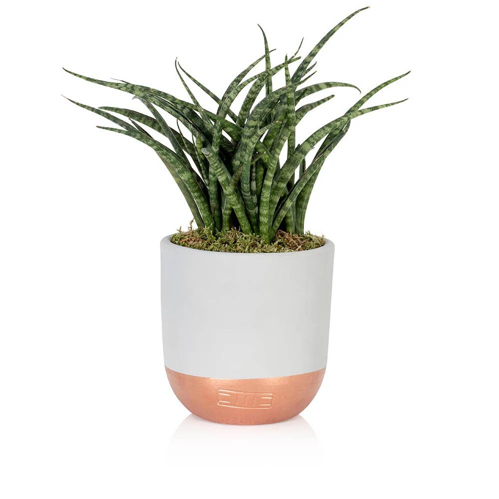 Sansevieria Fernwood Punk