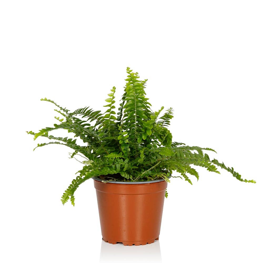British Grown Boston Fern