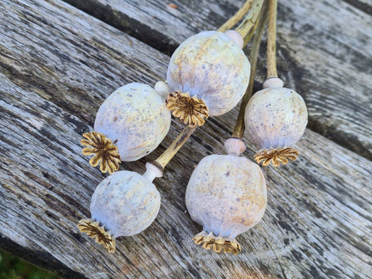 Dried Poppy Seed head stem