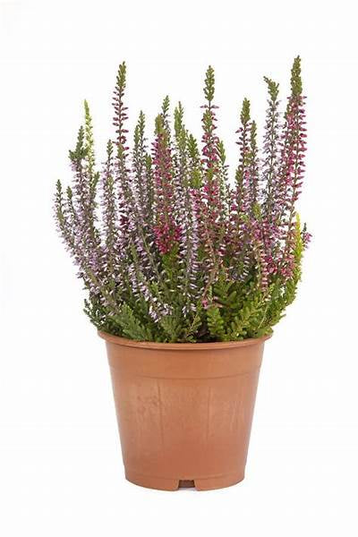 Scottish Heather