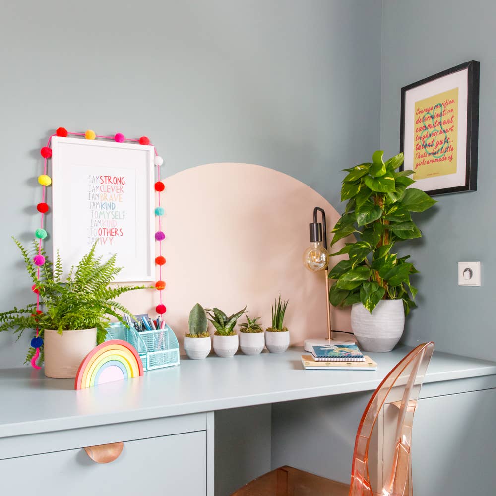 British Grown Boston Fern