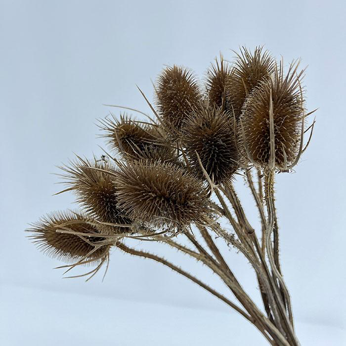 Dried Natural Teasel