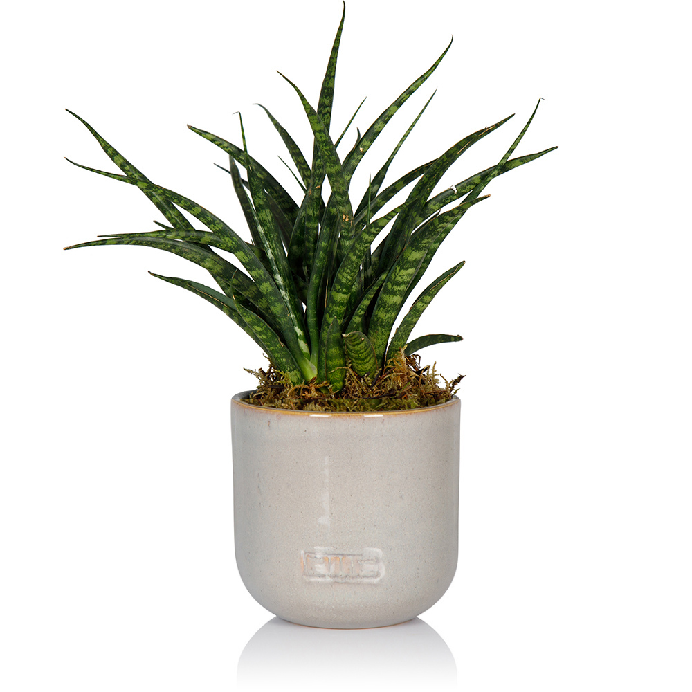 Sansevieria Fernwood Punk