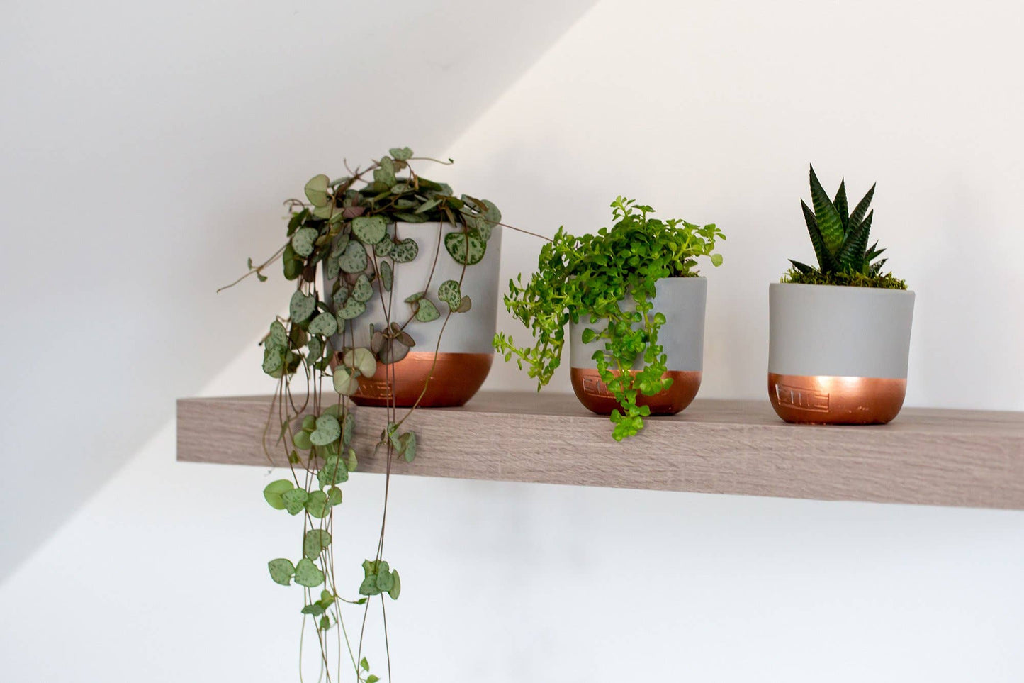 String of Hearts in ceramic pot