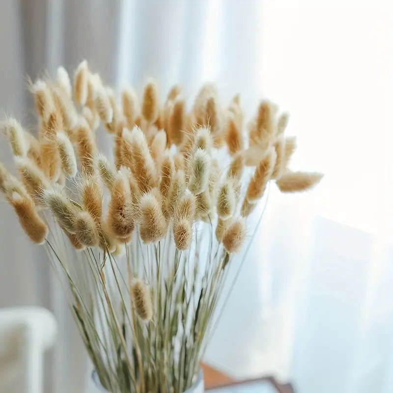 Dried Bunny Tail Grass