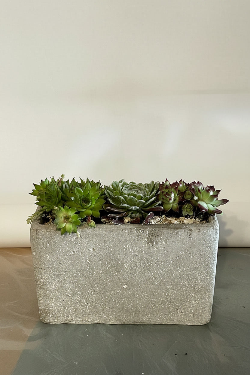 Succulent planter