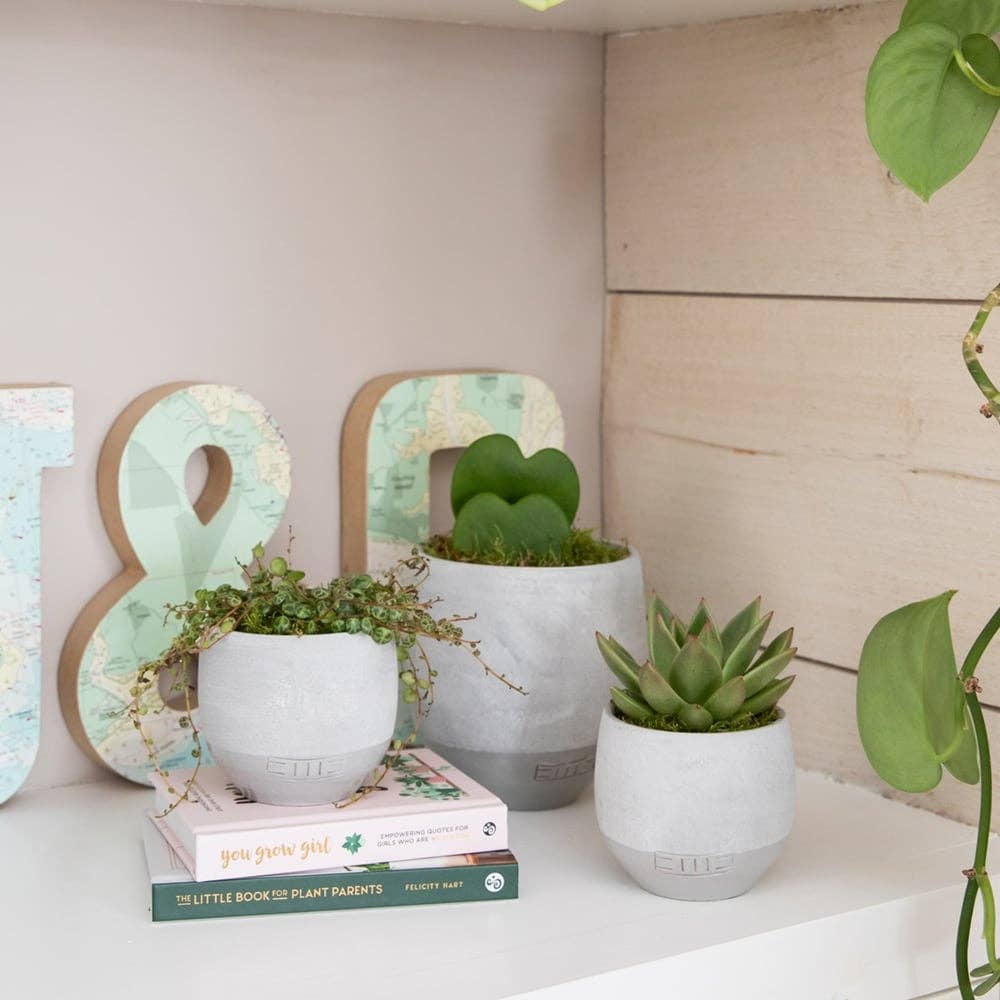 Hoya Kerrii - Double Heart