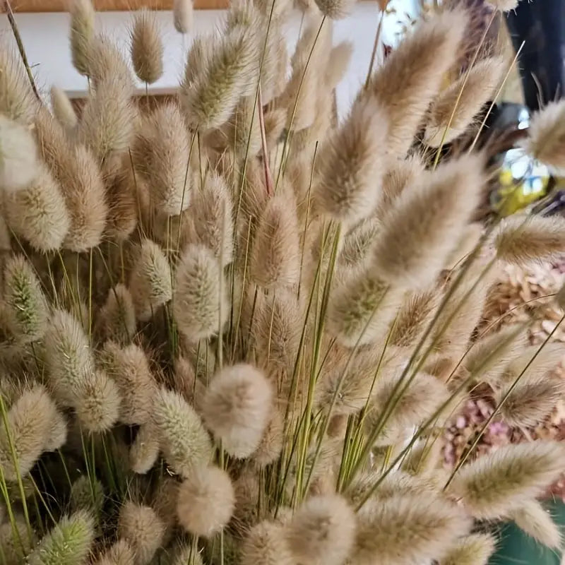 Dried Bunny Tail Grass