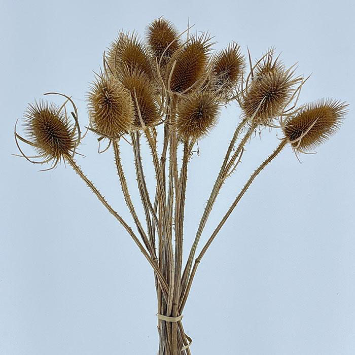 Dried Natural Teasel