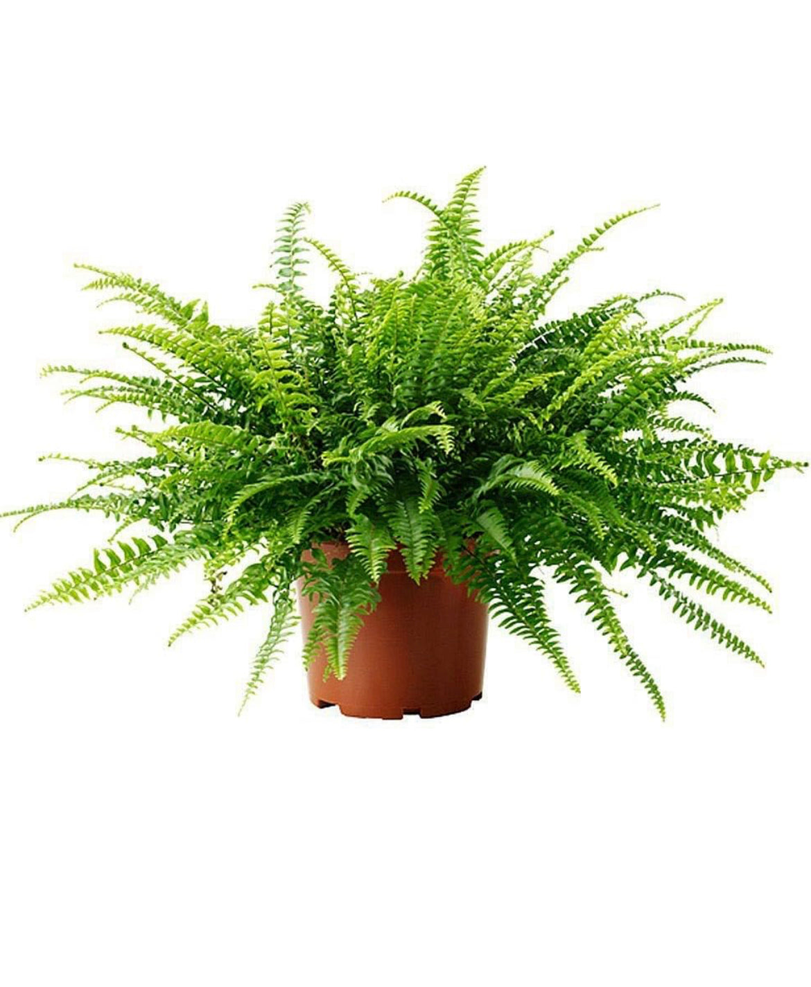 Boston Fern