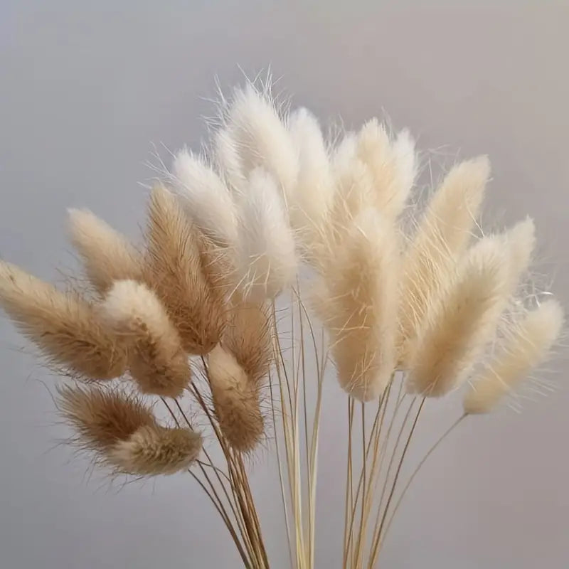 Dried Bunny Tail Grass