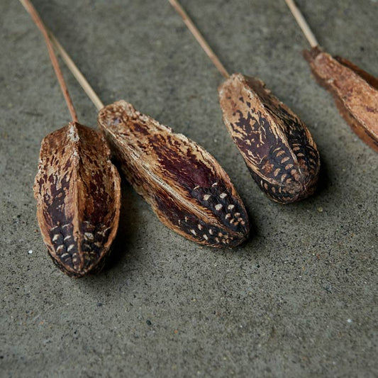 Mahogany Seed Pod stem